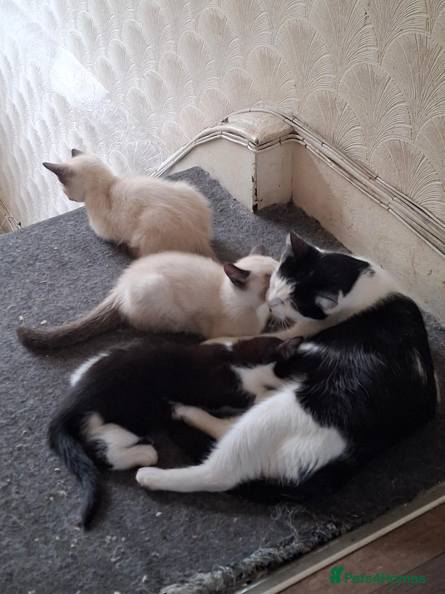 Mixed Breed cats Three Adorable Kittens Looking for Loving Homes - Advert 1