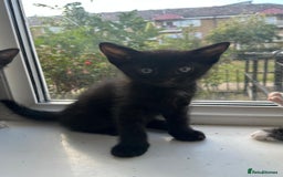 Bengal cats for sale: 6 Cross Bengal Kittens - Image 17
