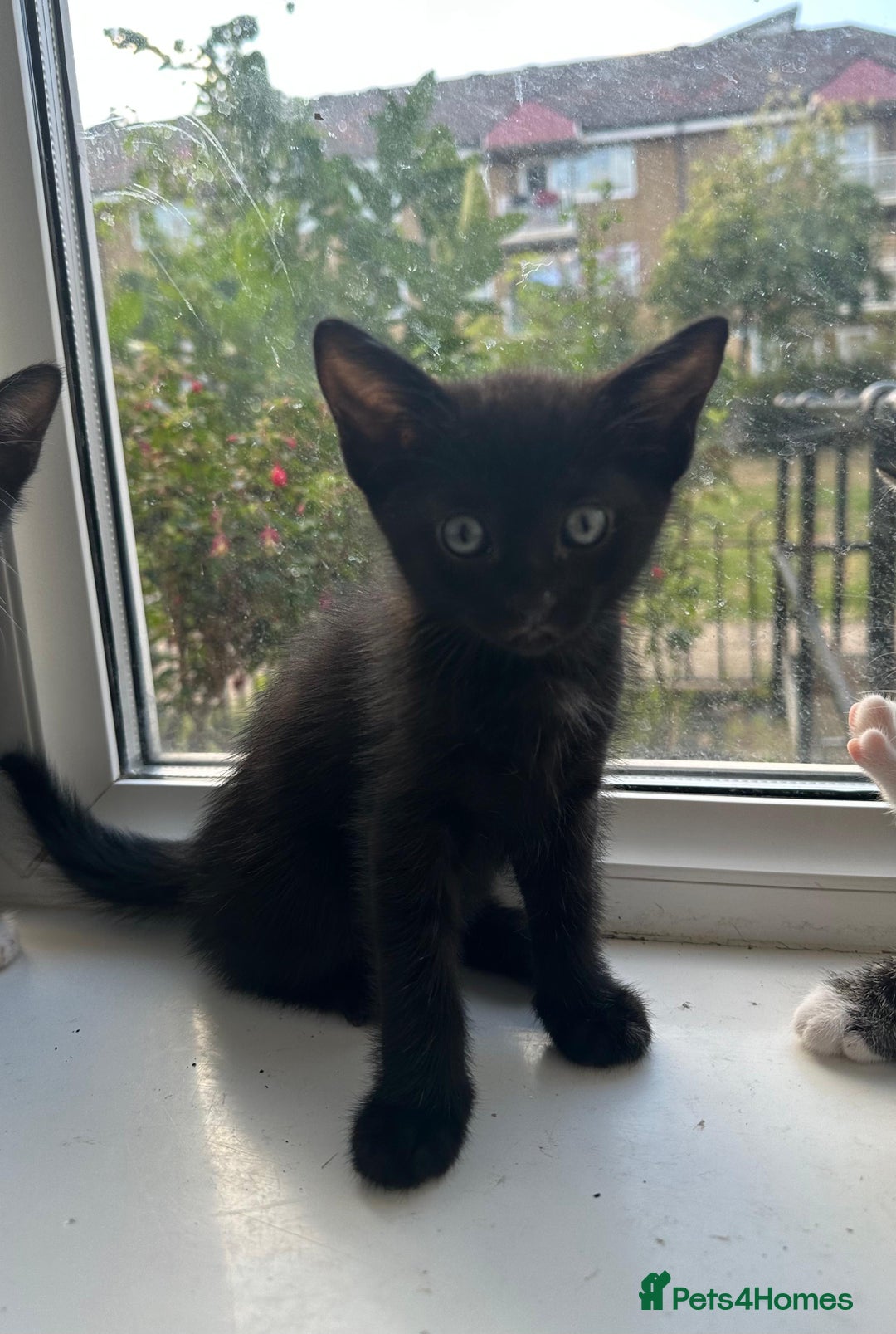 Bengal cats for sale: 6 Cross Bengal Kittens - Image 17