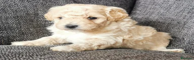 Poochon 1