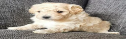 Poochon dogs for sale: Superb F1b Poochon Puppies  - Advert 13