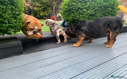 English Bulldog dogs for sale: READY TO GO Full Pedigree health tested bulldogs - Image 11
