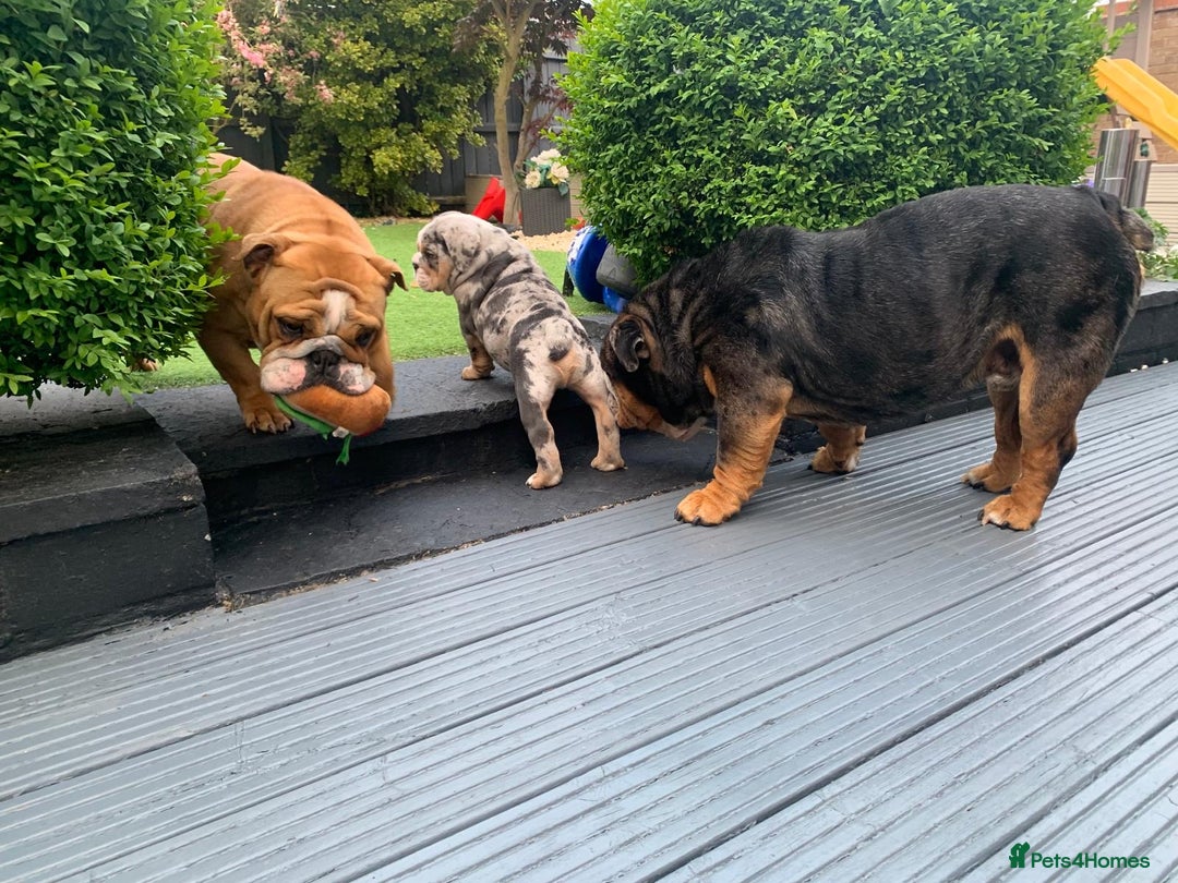 English Bulldog dogs for sale: READY TO GO Full Pedigree health tested bulldogs - Image 11