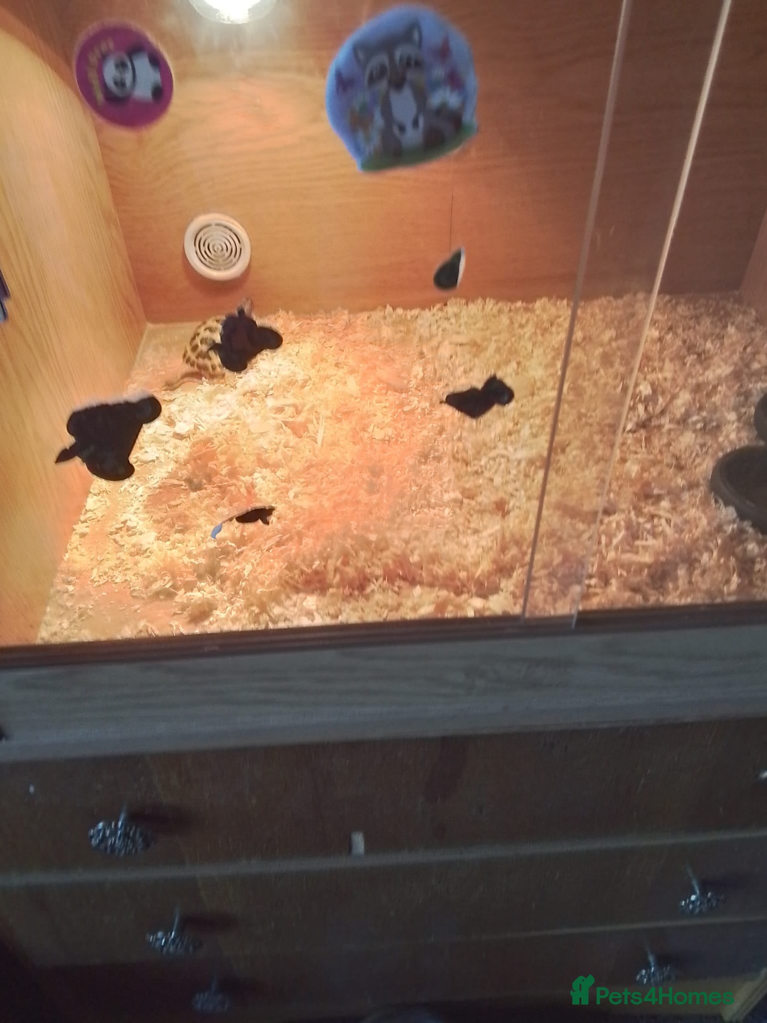 Hermann Tortoise reptiles Tortoise for sale with set up and food  - Advert 2