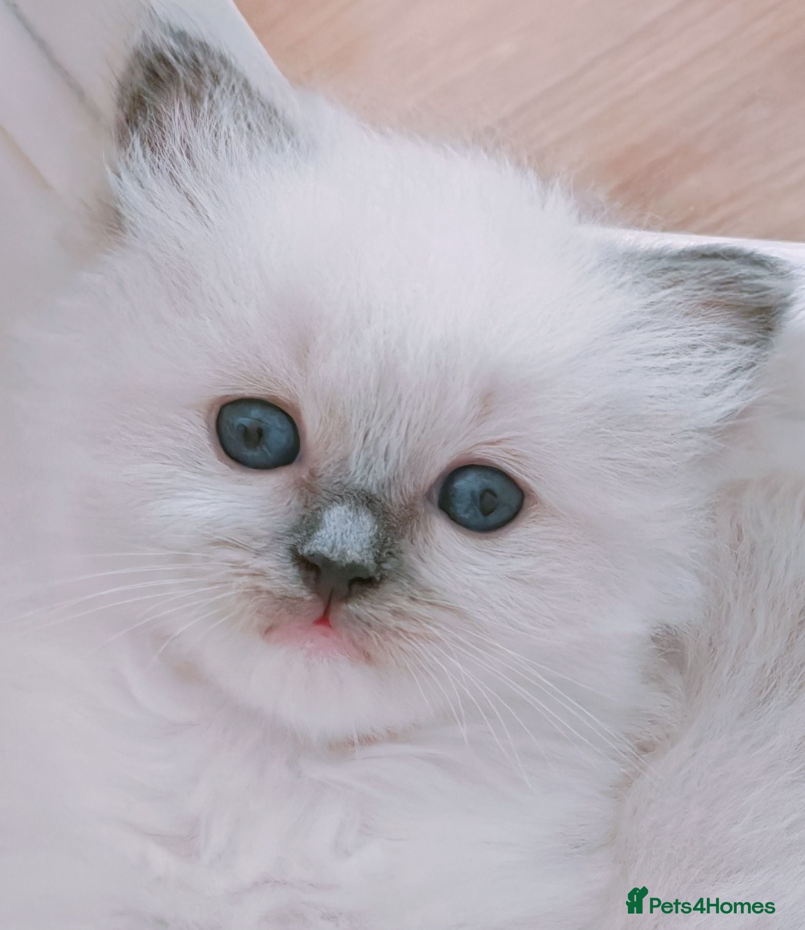 Ragdoll cats Raised with Love, looking for forever homes 🏠❤️ - Advert 11