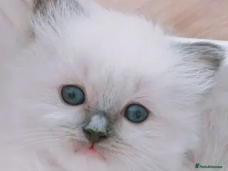 Ragdoll cats Raised with Love, looking for forever homes 🏠❤️ - Advert 11