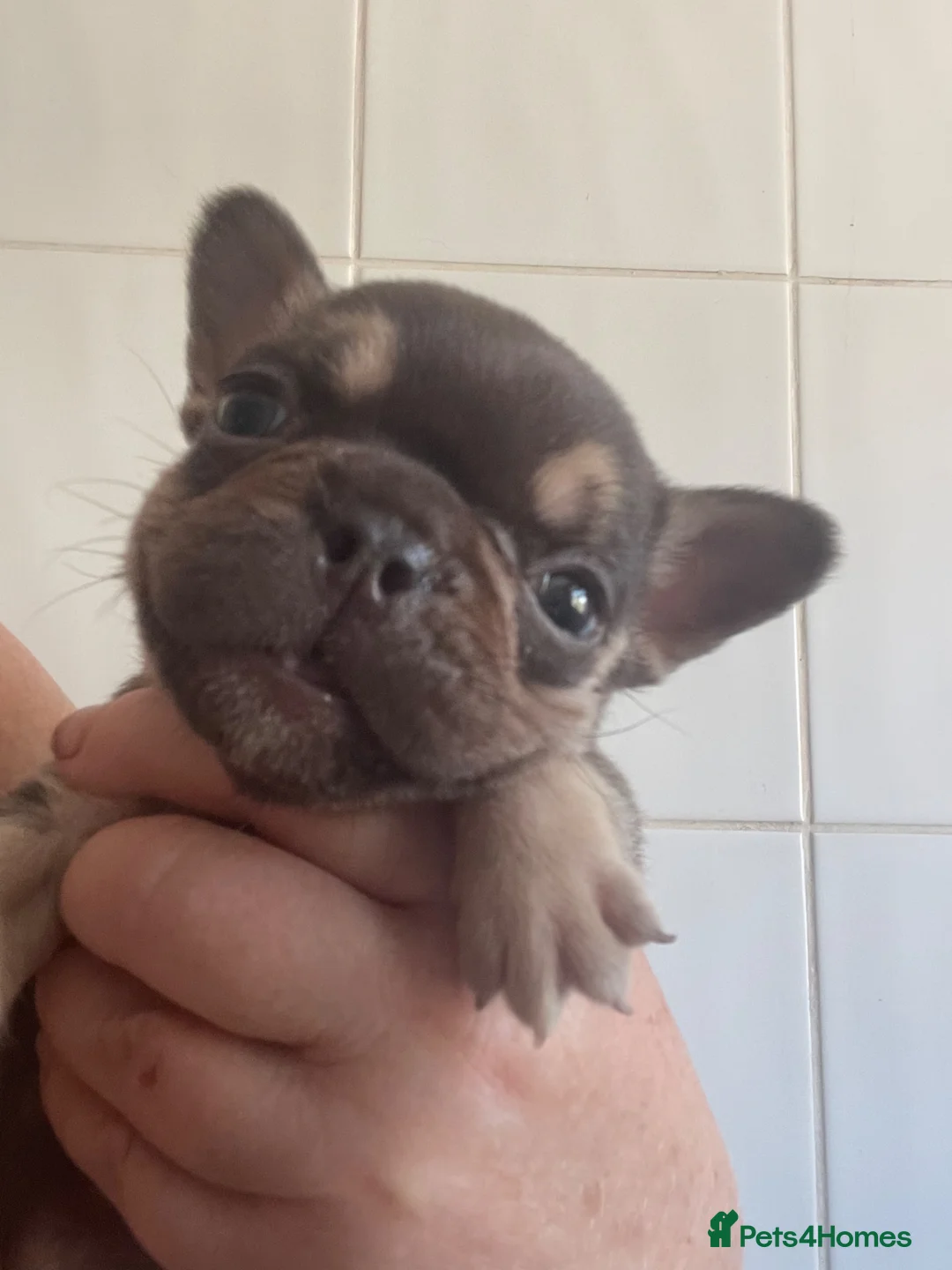 French Bulldog dogs for sale: French bulldog female - absolutely stunning  - Advert 1