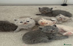 British Shorthair cats for sale: 🐾 GCCF Registered British longhair  Kittens ✨ - Image 3