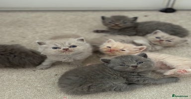 British Shorthair cats - Advert 11