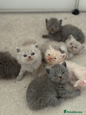 British Shorthair cats - Advert 3