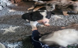 Border Collie dogs for sale: Unique blue merle border collie puppies - Image 25