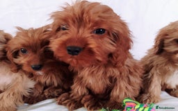 Cavapoo dogs for sale: Cavapoo - Image 6