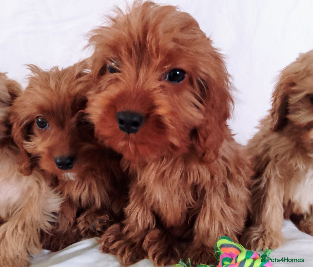 Cavapoo dogs for sale: Cavapoo - Image 6