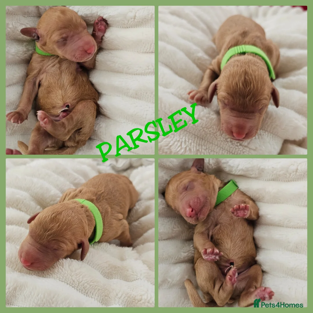 Australian Labradoodle dogs for sale: STUNNING LITTER OF AUSTRALIAN LABRADOODLES  - Advert 26