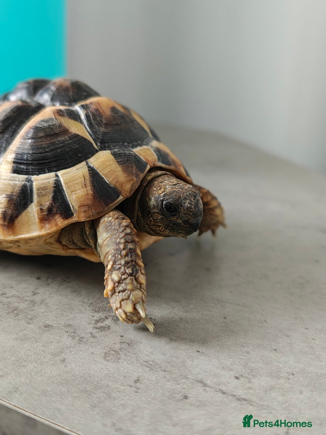 Tortoise reptiles for sale: 4 off Hermann tortoises  - Advert 3