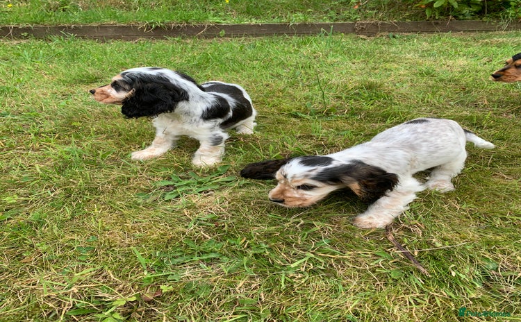 Cocker Spaniel dogs in Abergele - Advert 3