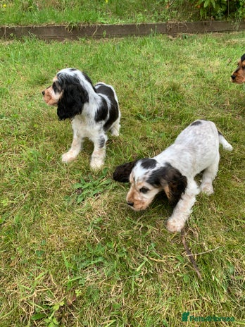 Cocker Spaniel dogs in Abergele - Advert 6