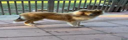Rough Collie dogs for sale: KC registered 6 month male puppy - Advert 9