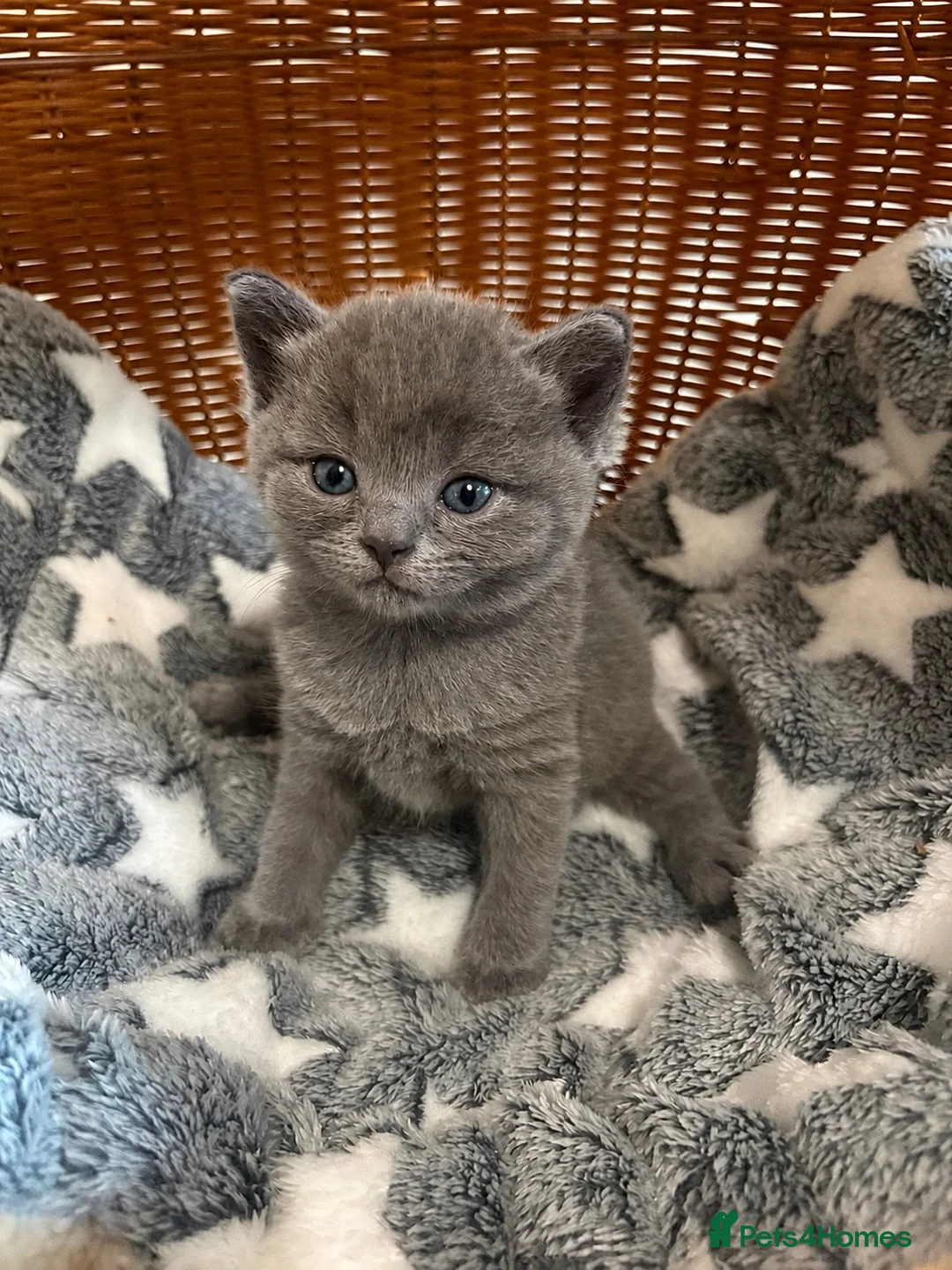 British Longhair cats for sale: Gorgeous Scottish Fold & Straight Kittens - Advert 2
