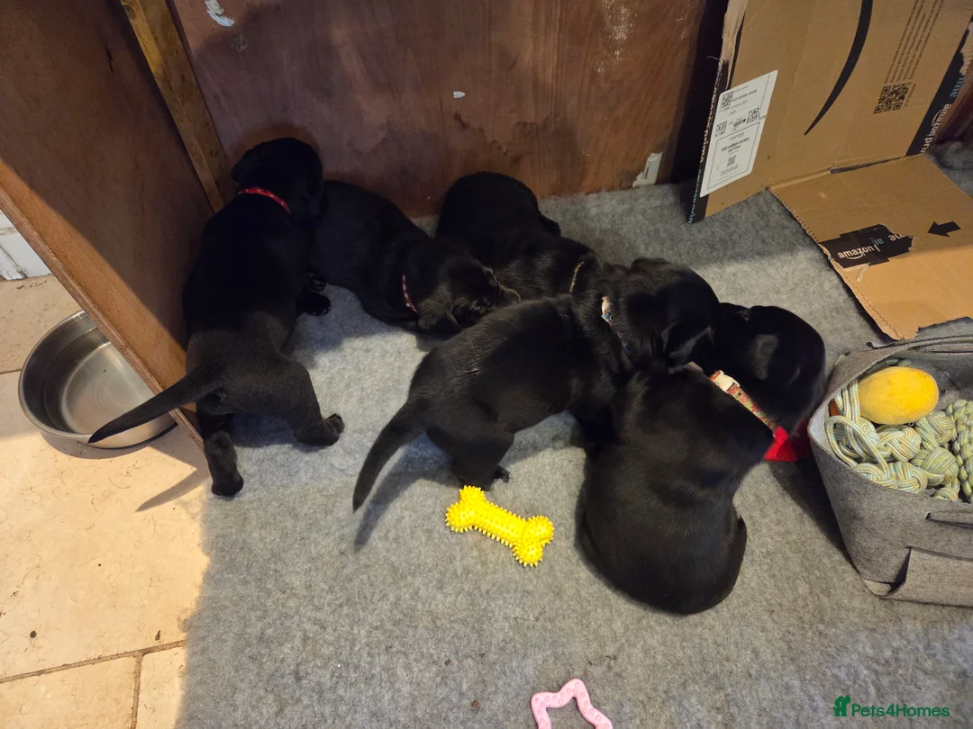 Labrador Retriever dogs for sale: 8 beautiful chunky black KC registered puppies - Advert 7