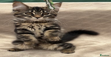Maine Coon cats - Advert 4