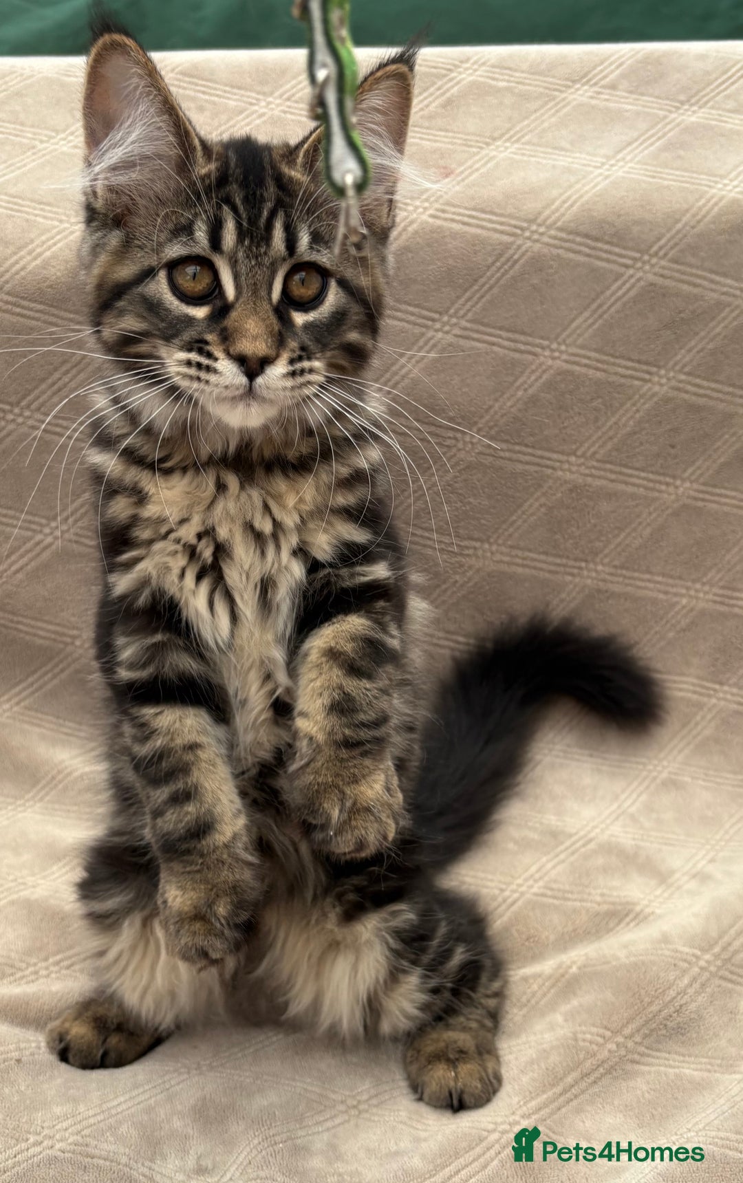 Maine Coon cats for sale: Pure blood Beautiful Maine coon kittens  - Image 1