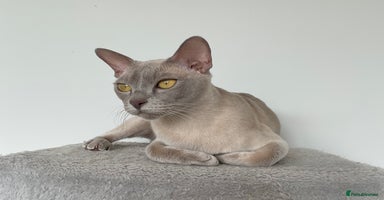 Burmese cats in Doncaster - Advert 1