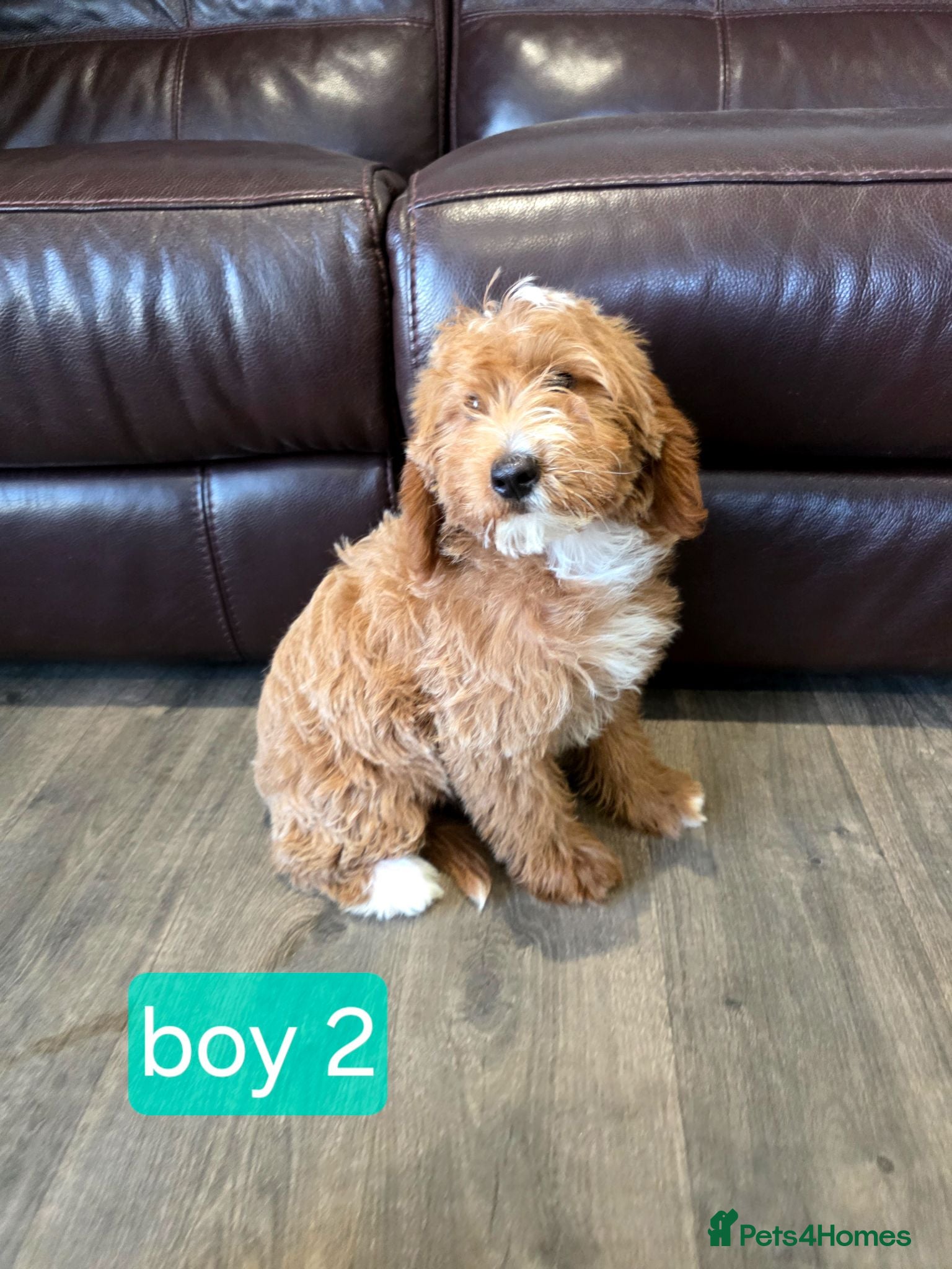 Labradoodle dogs Adorable F1B Miniature Labradoodle Pups 🐾🐕 🐾🩷 - Advert 2