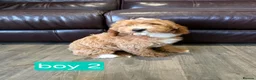 Labradoodle dogs for sale: Adorable F1B Miniature Labradoodle Pups 🐾🩷 - Advert 6