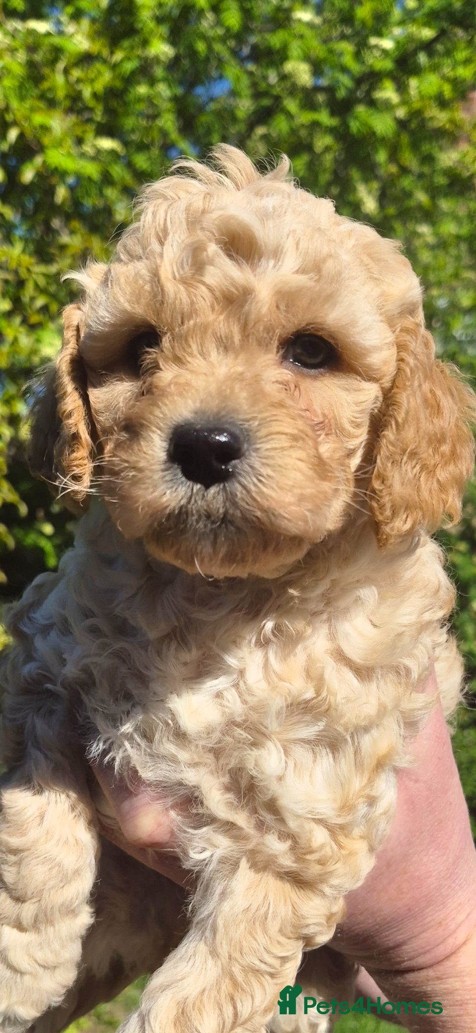 Poochon dogs Miniature poochon puppies  - Advert 1