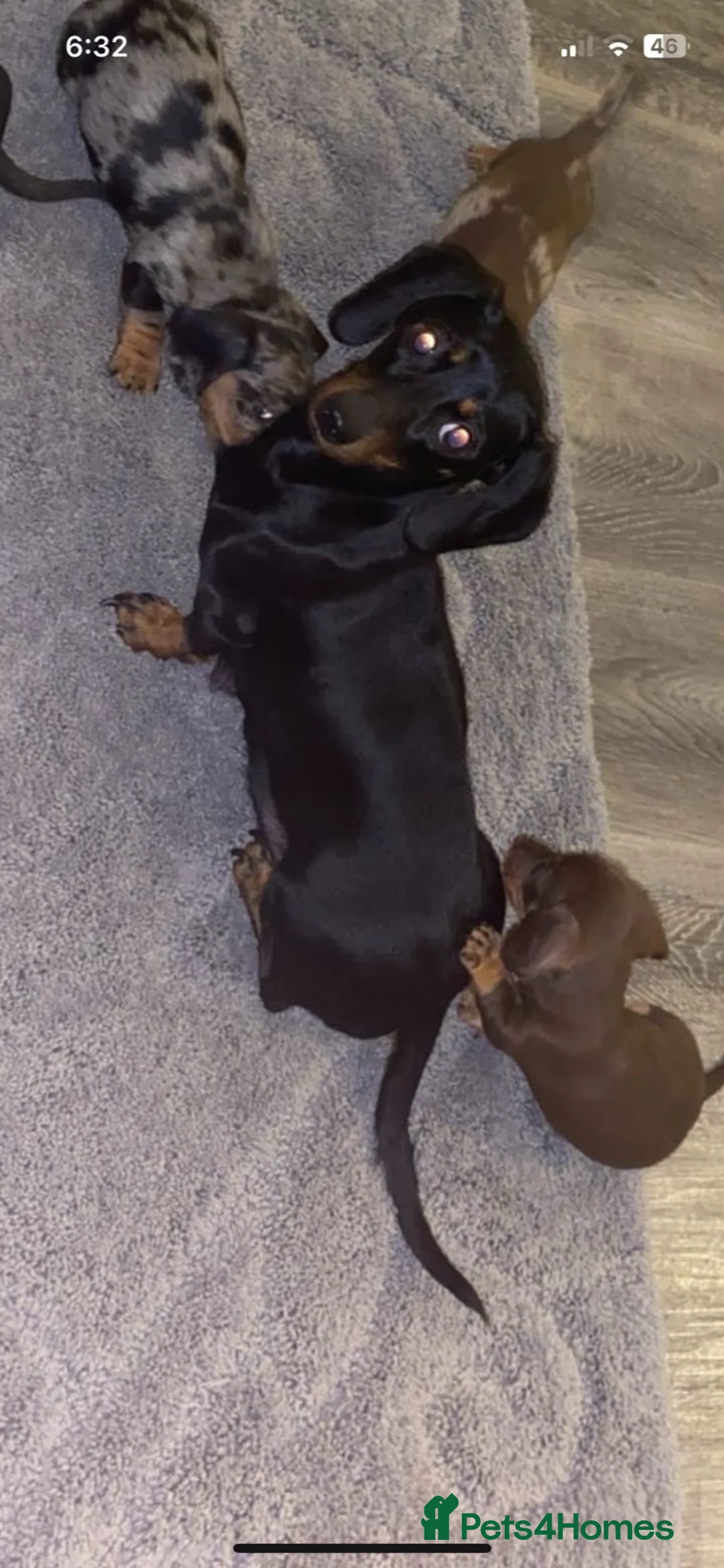 Miniature Dachshund dogs for sale: miniature dachshund boys  - Advert 4