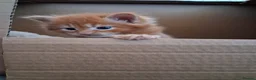 Maine Coon cats for sale: BEAUTIFUL LITTLE GINGER BOY in Thetford - Advert 7