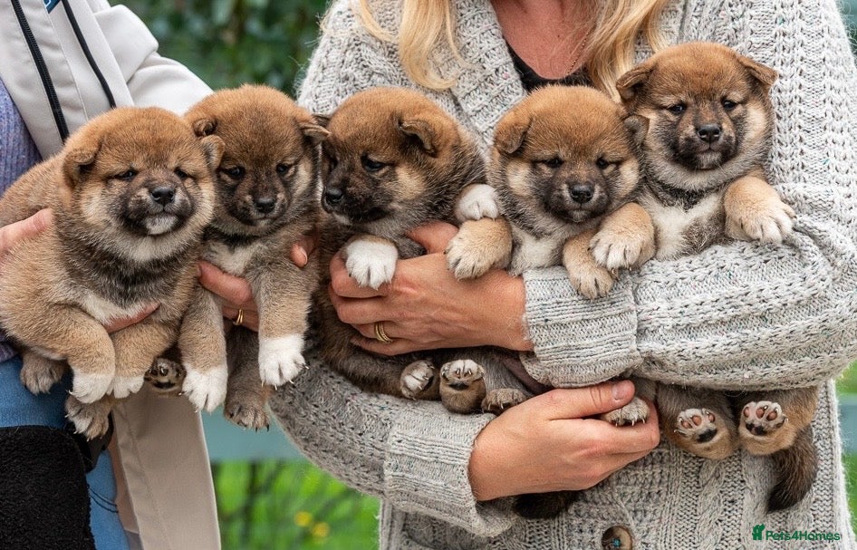 Japanese Shiba Inu dogs Exclusive Japanese Shiba Inu Puppies  🇯🇵 - Advert 3