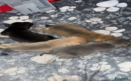 Staffordshire Bull Terrier dogs for sale: Staffordshire Bull Terrier Puppies – Rare colours - Image 14