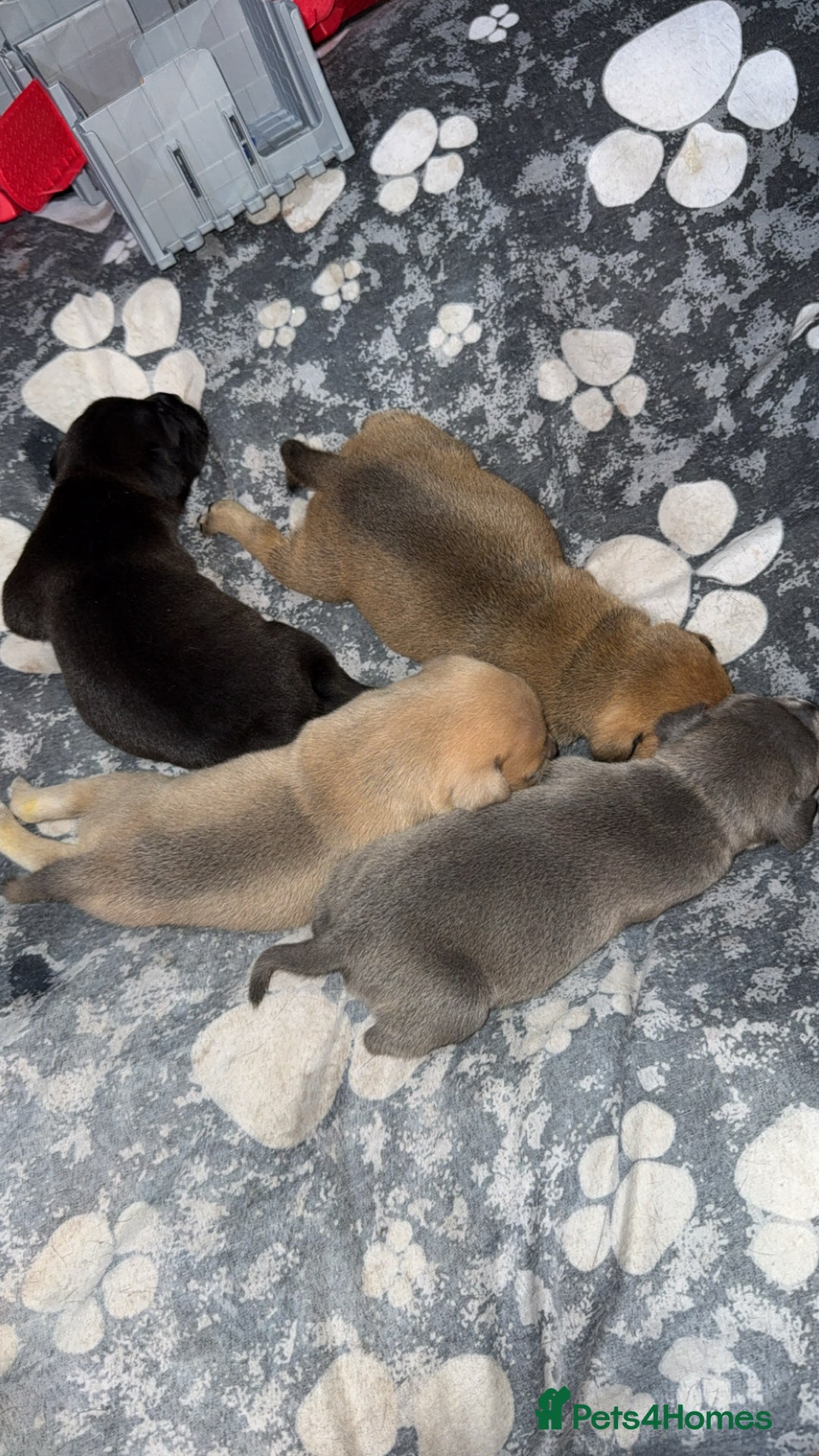 Staffordshire Bull Terrier dogs for sale: Staffordshire Bull Terrier Puppies – Rare colours - Image 14