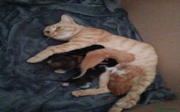 Mixed Breed cats for sale: Beautiful kittens  - Image 8