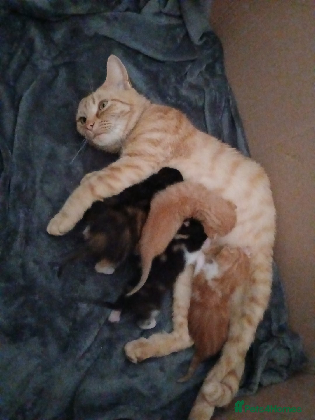 Mixed Breed cats for sale: Beautiful kittens  - Image 8