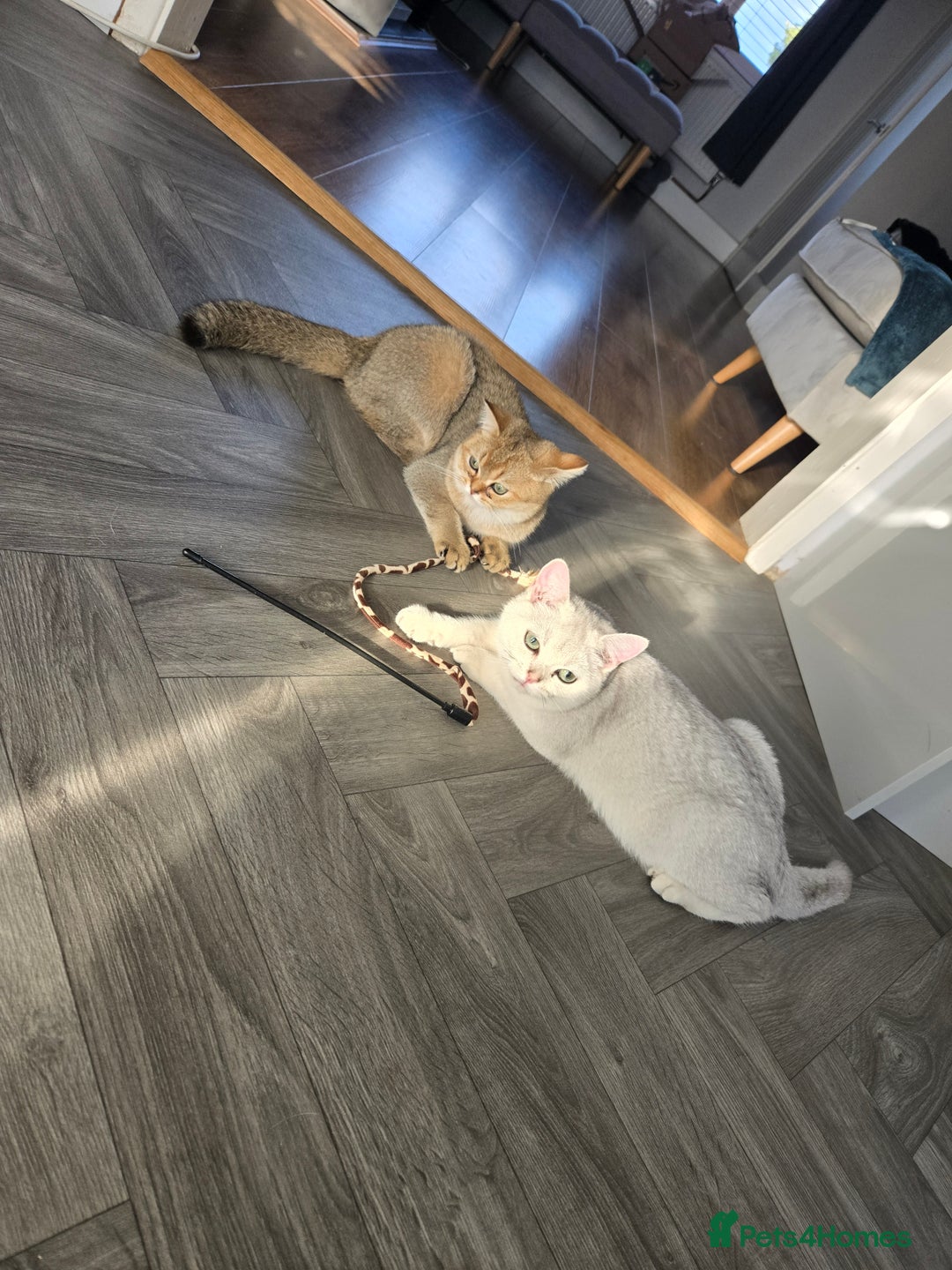 British Shorthair cats for sale: Two very loving friendly BSH sisters  - Advert 1