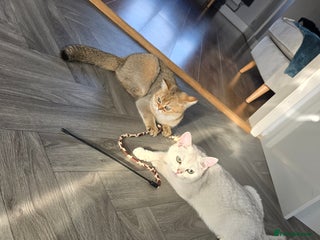 British Shorthair cats Two very loving friendly BSH sisters - Advert 15