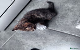 Bengal cats for sale: Bengal Kittens ready to be reserved  - Image 17