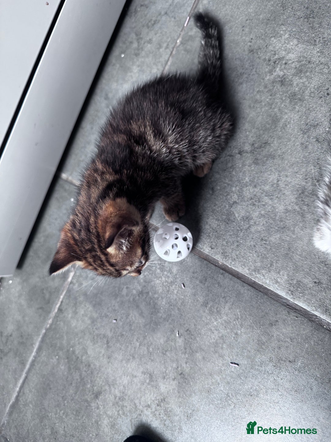 Bengal cats for sale: Bengal Kittens ready to be reserved  - Image 17