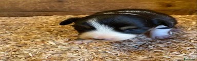 Border Collie Puppy 1
