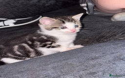 American Shorthair cats for sale: American shorthair x Turkish van kittens  - Image 22
