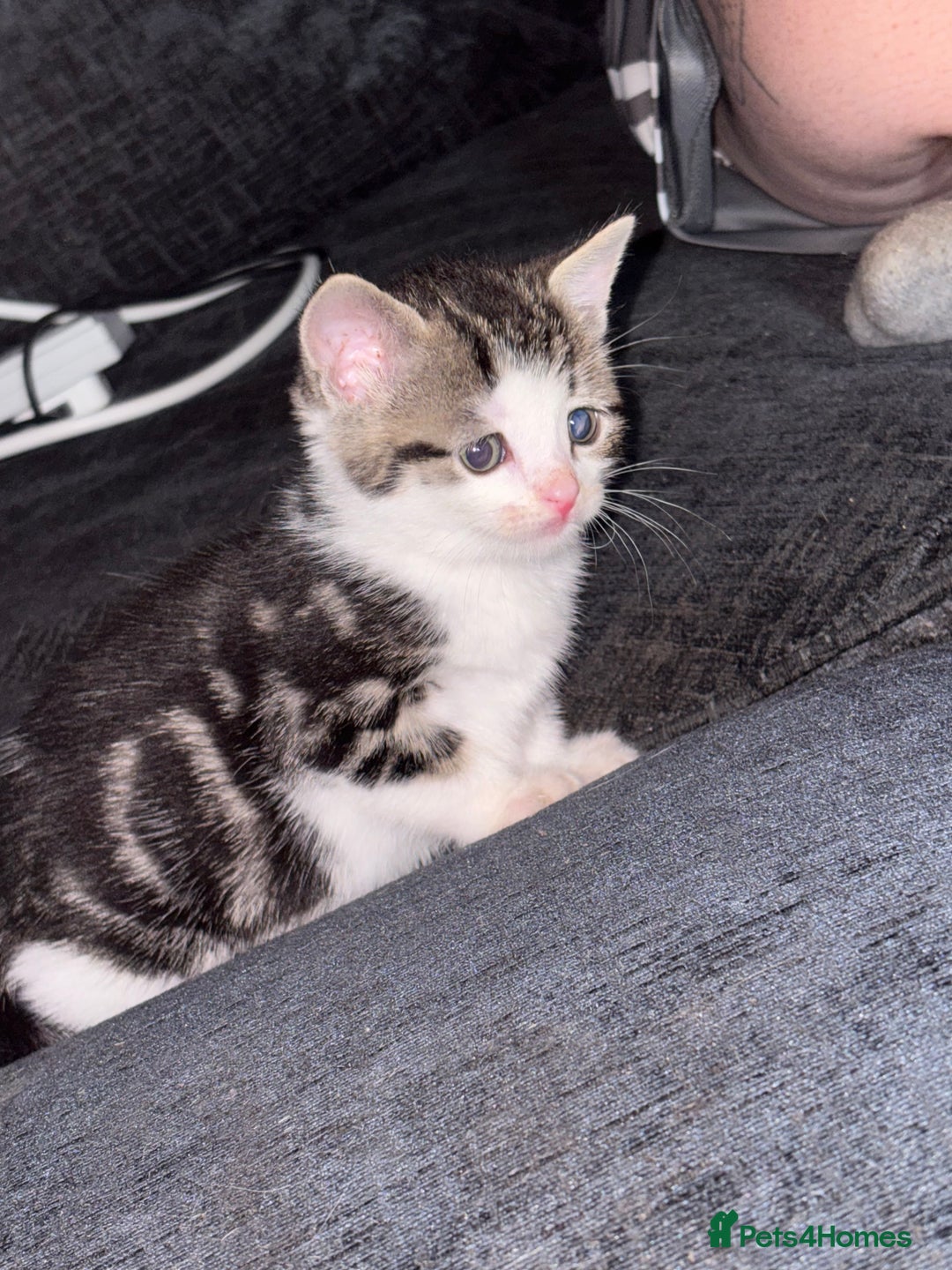 American Shorthair cats for sale: American shorthair x Turkish van kittens  - Image 22
