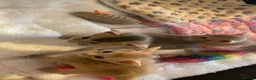 Abyssinian cats for sale: Abyssinian Kittens 🐾 - Advert 3