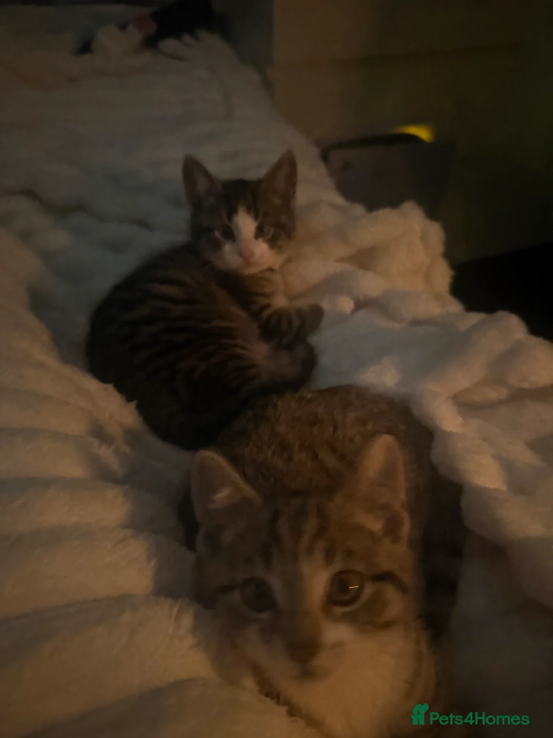 Mixed Breed cats for sale: 3 mixed tabby kittens for sale!  - Advert 4