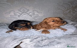 Mixed Breed dogs for sale: Beautiful F1b cockalier puppies  - Image 2