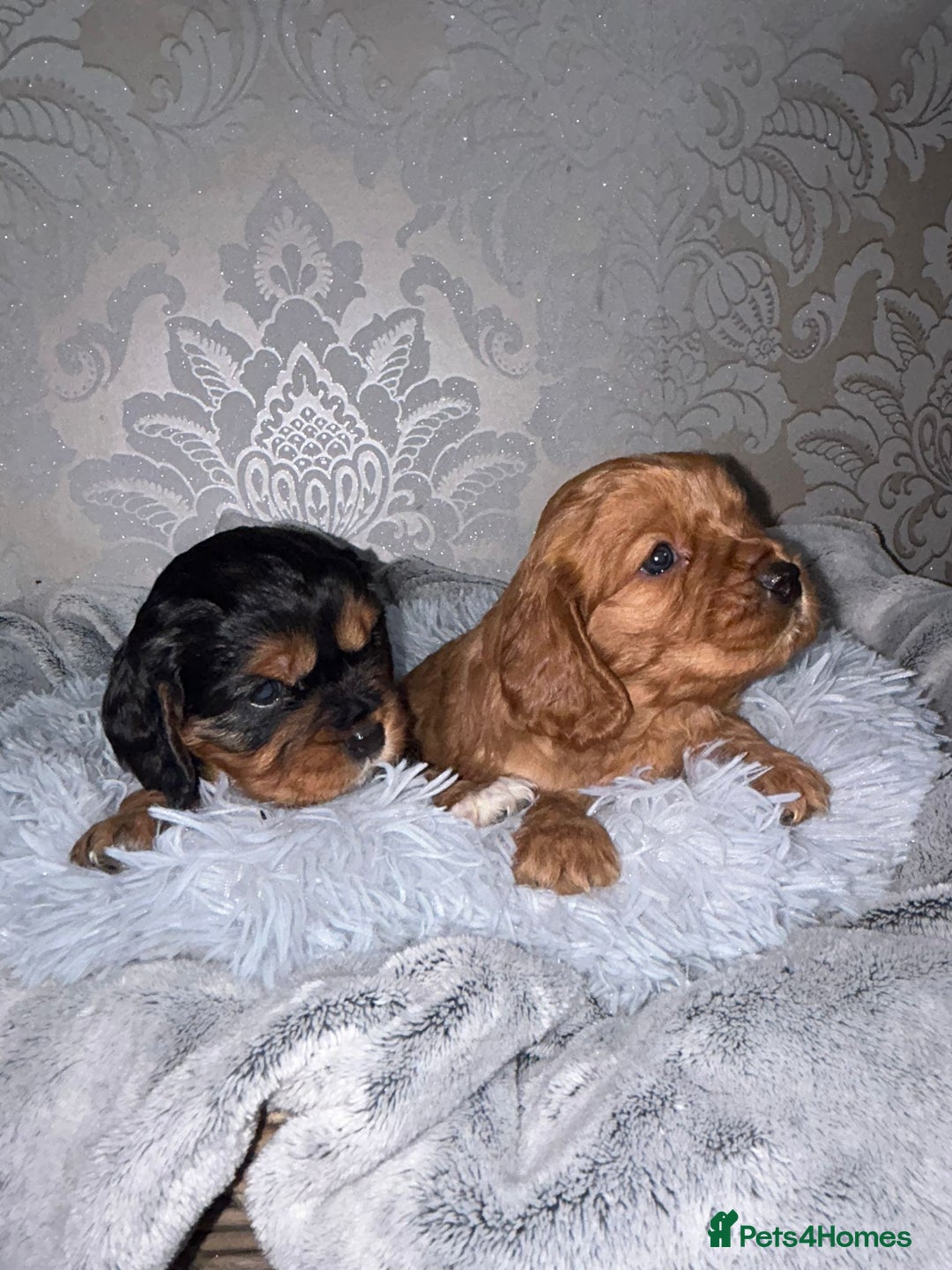 Mixed Breed dogs for sale: Beautiful F1b cockalier puppies  - Image 2