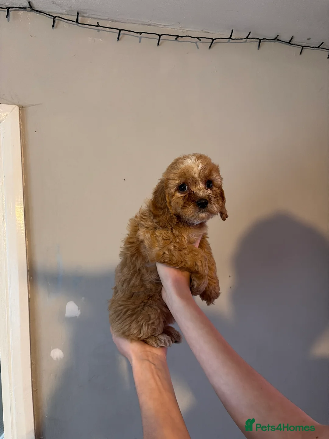 Cockapoo dogs for sale: Cockapoo pups  - Advert 13