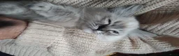 Ragdoll cats for sale: Beautiful Bluey Kittens - Advert 13